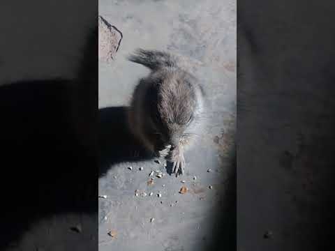 شاهد السنجاب كيف ياكل الجوز
