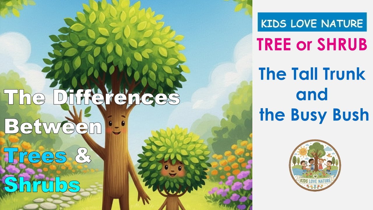 Tree or Shrub? 🌳 | Fun Science for Kids: Learn The Differences Between Tree and Shrub
