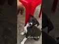 shorts #funny #😎😎💗dog life #dog love #playing with dog me #shortsfeed #ytshorts #love #puppy #😎😎💕