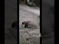 paddles on xmaxx #fyp #traxxes #xmax #snow #winter #fun