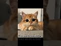 Thank you so much❤️😁| #catfunny #cat #catvideos #funny #funnycatvideos #roblox