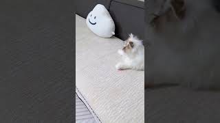 Transform Your Living Room instantly! ✨ | The Ultimate Cat-Proof Sofa Cover 🛋️🐱