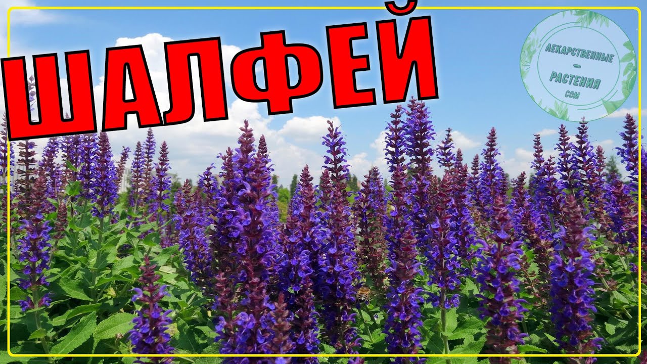КАК ВЫГЛЯДИТ ШАЛФЕЙ (КРУПНЫМ планом) | САЛЬВИЯ дубравная и ШАЛФЕЙ ...