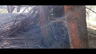 Sasquatch Interior B.C. Awesome !They came back to structure
