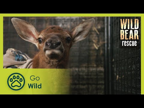 Grounded | Wild Bear Rescue S3E09 | Go Wild