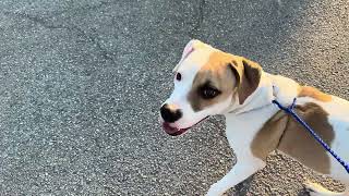 A2048537 Roxy And A2048304 Holly Temp Test