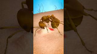 how an ant actually Stings you 😱