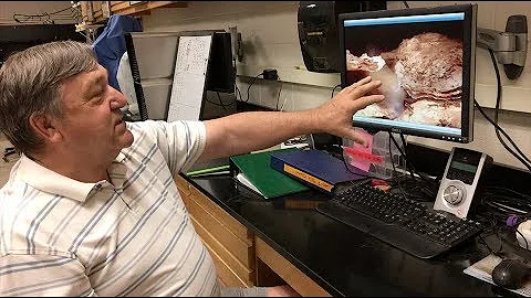 Where an oyster's life cycle begins