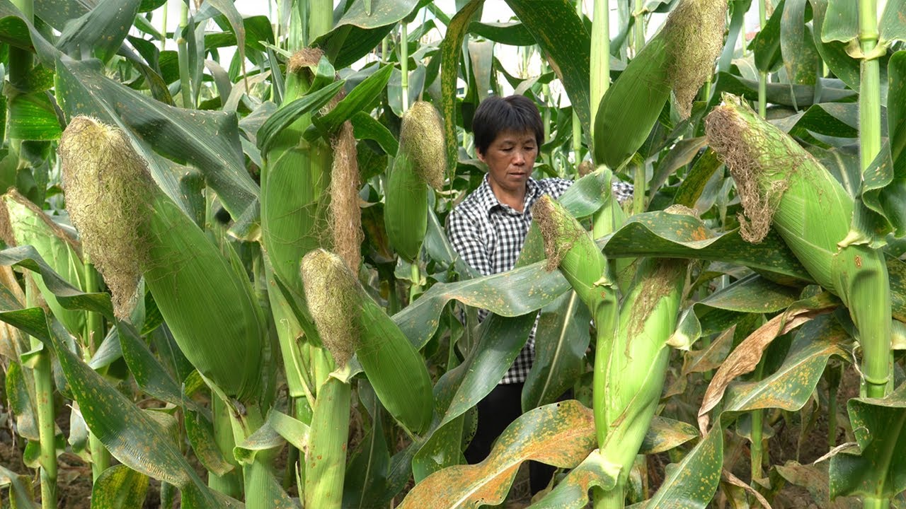 Разломав одной рукой большую кукурузу, бабушка делает кукурузную колбаску.