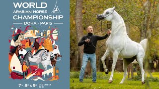 اليوم الثاني من بطولة العالم لجمال الخيل العربي الأصيل قطر 2023 | World Arabian Horse Championship