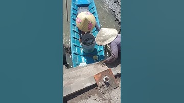 MùaThuốc cá Ở Quê Em Cà Mau #quehuongvlog #Shorts