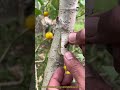 園芸繁殖：果樹の台木への接ぎ木手術