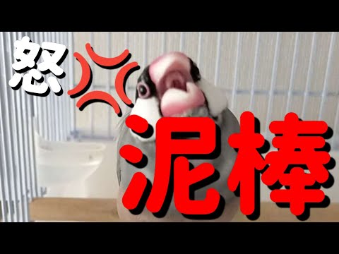 【文鳥が触ると怒る宝物】お気に入りの様で毎朝怒られてます…　javasparrow