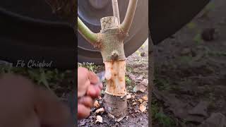 Maximize Your Garden: Turning One Ficus Tree Into Many