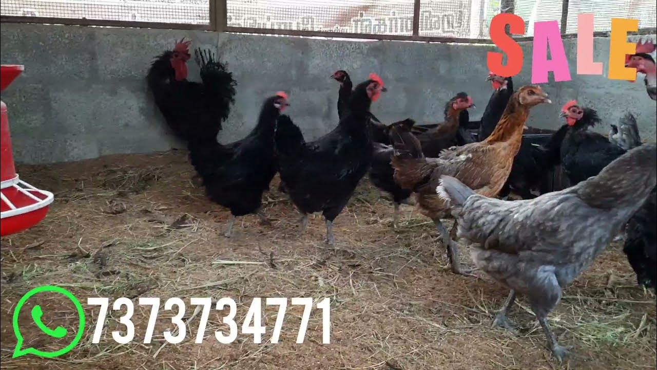 Egg Laying Chickens For Sale Pondicherry YouTube