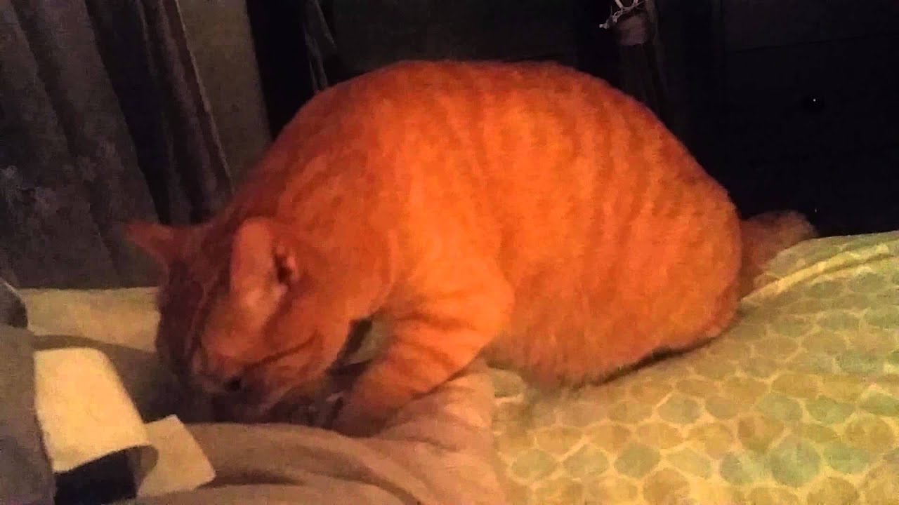 Cat purring on bed. (mi gato ñoño) YouTube