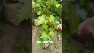 01879096786  #agriculture #lifeisbutadream #garden #grape #বাইকুনুর #আঙ্গুর