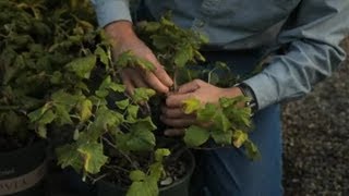 How to Protect Raspberries : Professional Gardening Tips