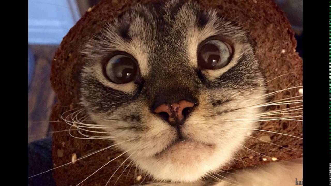 кот потягивается. кот с арбузом на голове. мемные коты. прикольные коты. смешной кот.