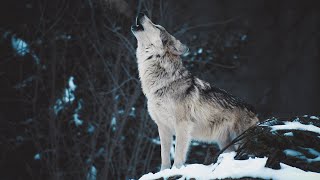 Волки в Беларуси - Волчий вой. О чем воют волки? | Film Studio Aves