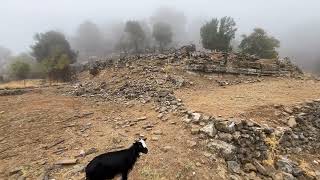 Sis Te Sürüden Ayrılan Oğlakla Köyün Yolunu Bulduk