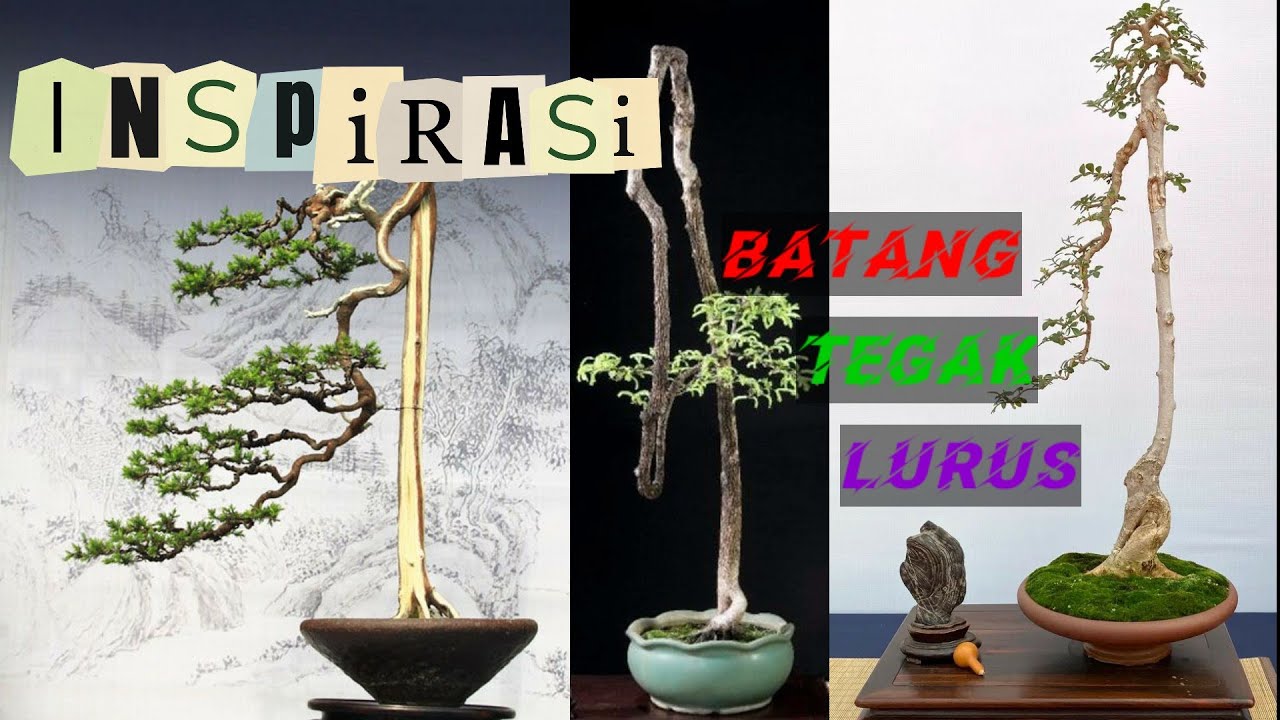 Gambar ilustrasi inspirasi bonsai berakar menggantung dalam inspirasi bonsai berakar menggantung: menemukan harmoni ruang dan alam