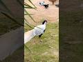 Unbelievable Birds &amp; Animals Caught on Camera 🐦🐾 | Trending Wildlife Moments #birds #zoo