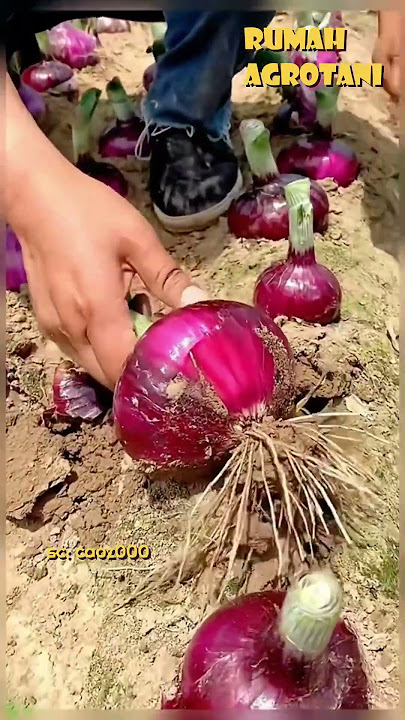 Begini Pertanian Bawang Bombay di Luar Negeri