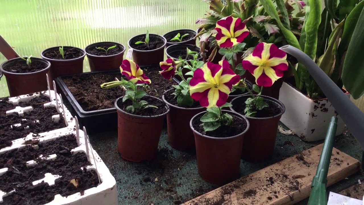 FFOK Vid 4 Potting Petunia Plug Plants and Sowing Dwarf Runner Beans