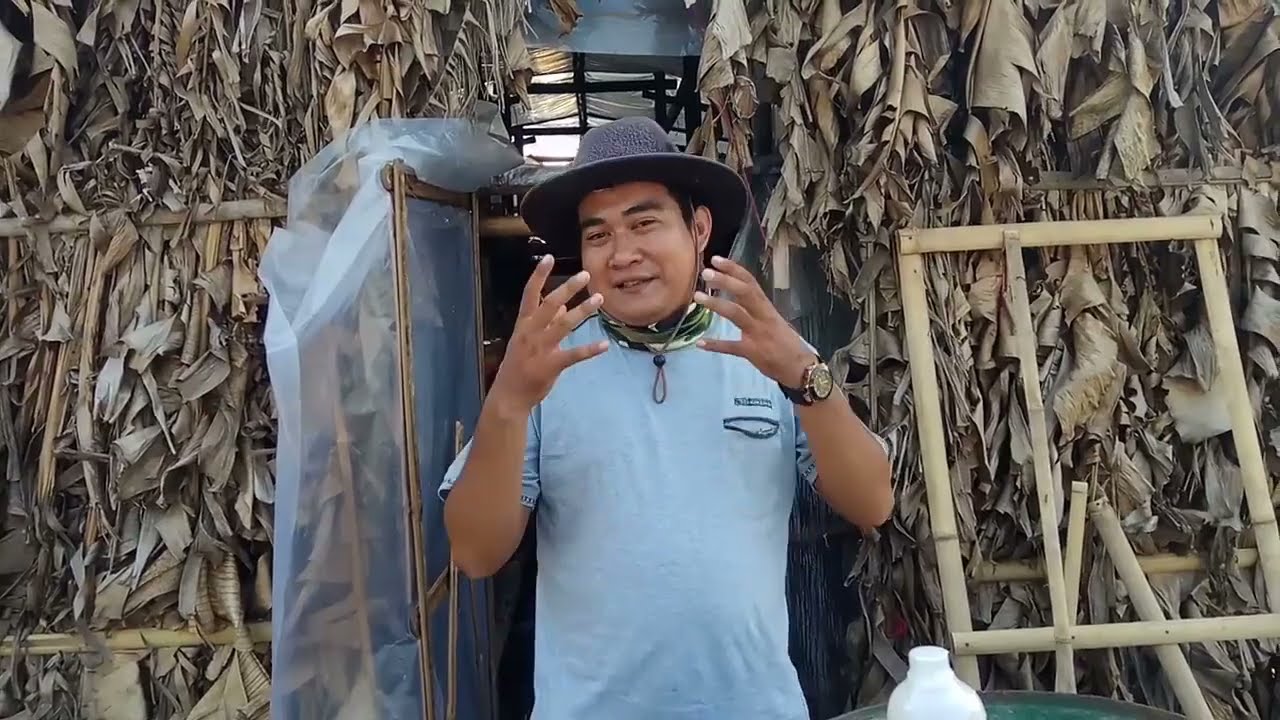 Cara Penyiraman Jamur Merang Dengan "SAMUDERA JAMUR" 