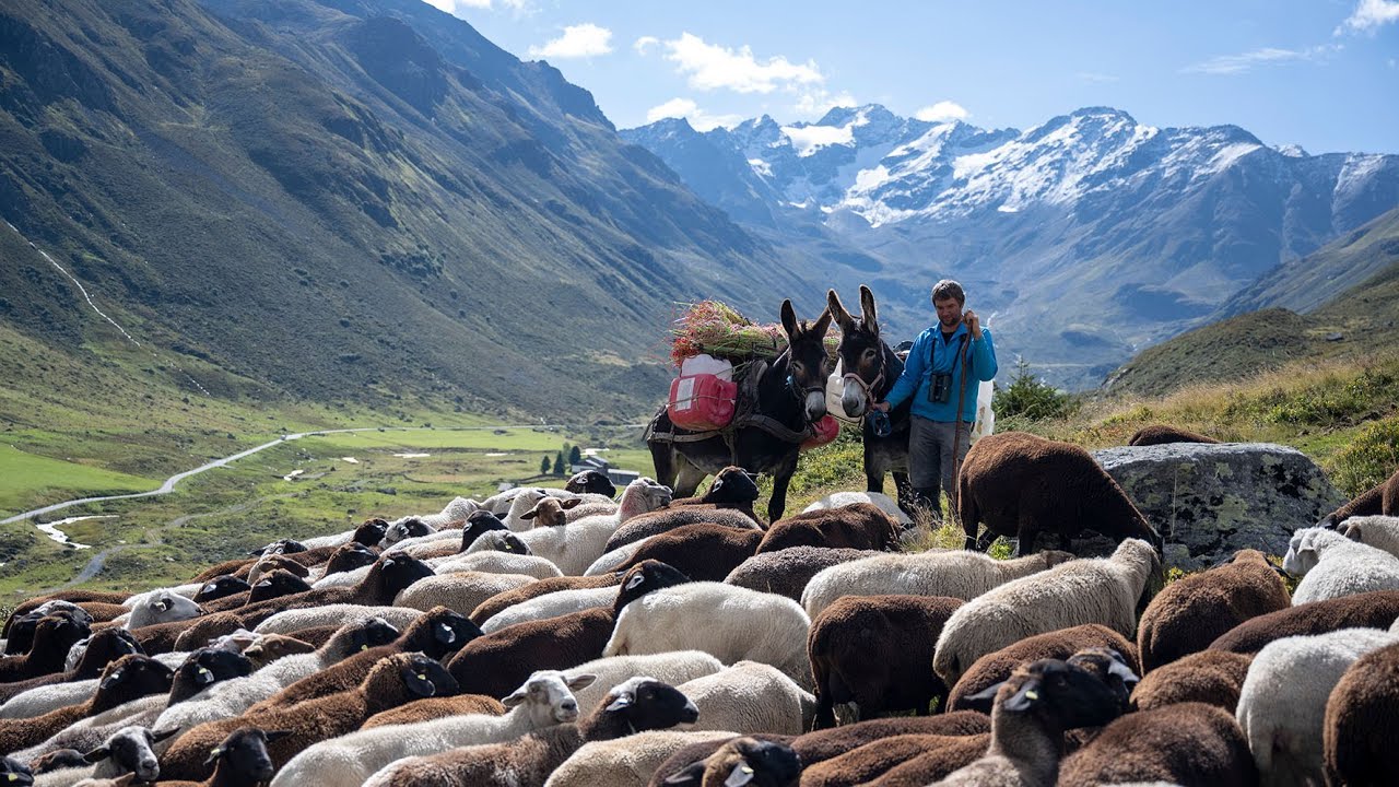 Ein Alpabzug auf Raten