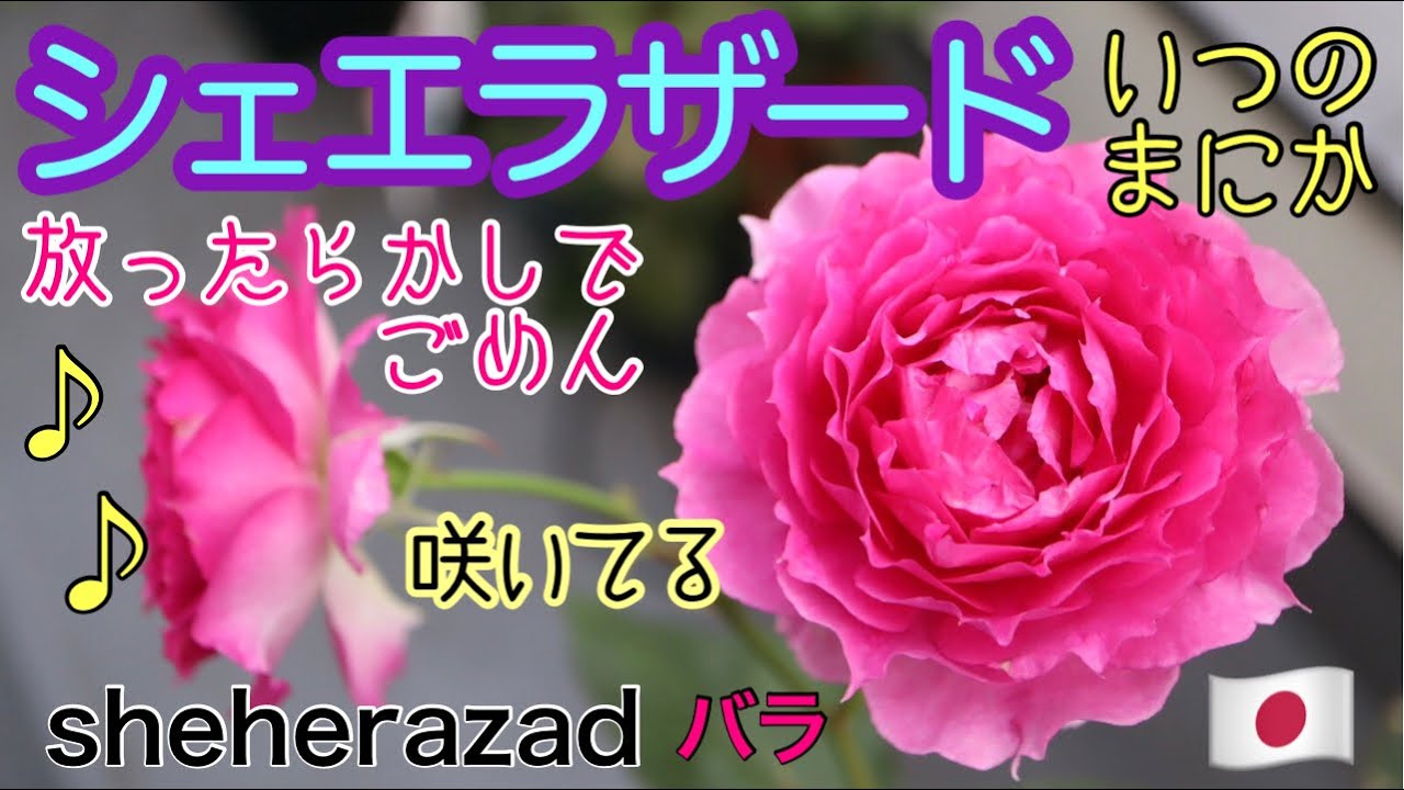 シェエラザード Sheherazad Rosepottokyo