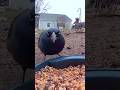 What Kind of Bird? #subscribe #birds #nature #country #farm #artificialintelligence #trending