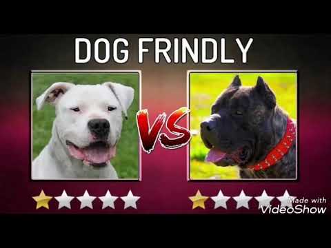 Amstaff VS Dogo Argentino [VIRAL DOG 