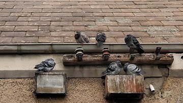 How to Get Rid of Birds in Gutter - VEXO Gutter Spikes