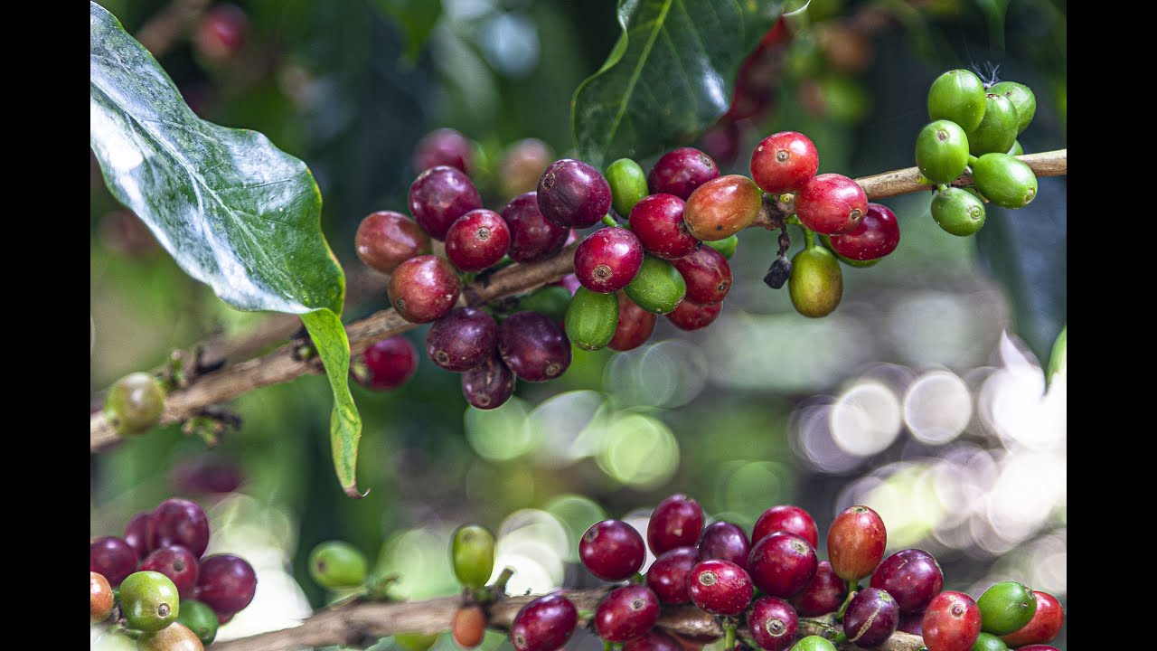 Green Coffee Company Profit from the World's Best Coffee YouTube