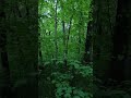 Вечерняя нагонка. РГ Зайка, РГ Буян.