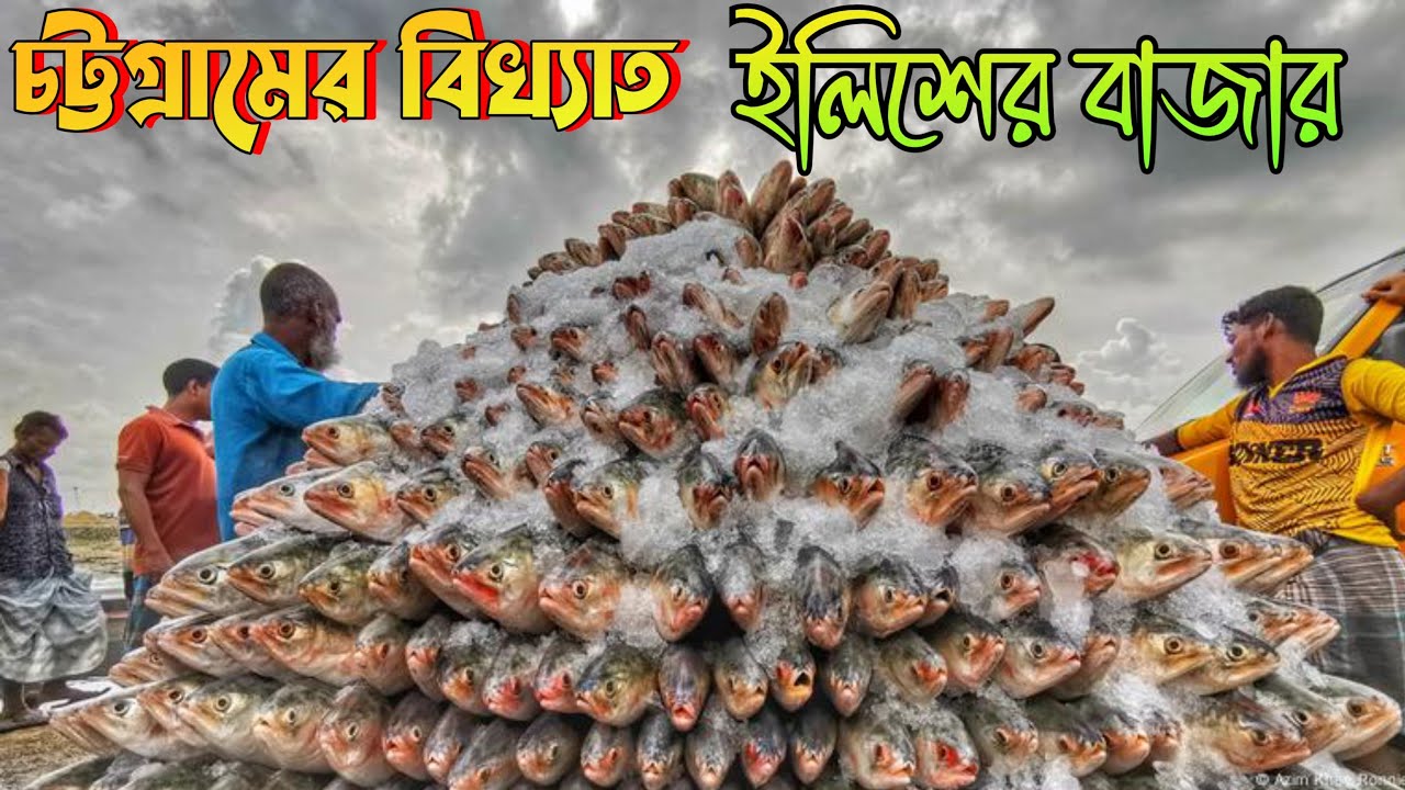 চট্টগ্রামেী বিখ্যাত ইলিশ মাছের হাট। যেখানে পাওয়া যায় বঙ্গোপসাগরের ইলিশ মাছ। Hilsha fish market 