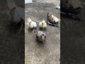 All the cockatiels in the army, hand-raised cockatiels, hand-raised parrots, hand-raised bird life,