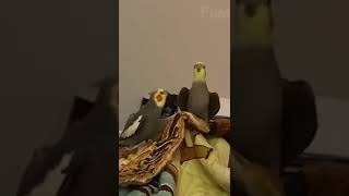 Zikir eden papağanlar Resimi