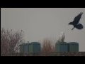 snowy owl and raven, a conversation between two birds on a golfcourse