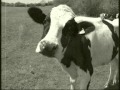 Sham 69 - Poor Cow