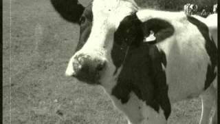 Video thumbnail of "Sham 69 - Poor Cow"