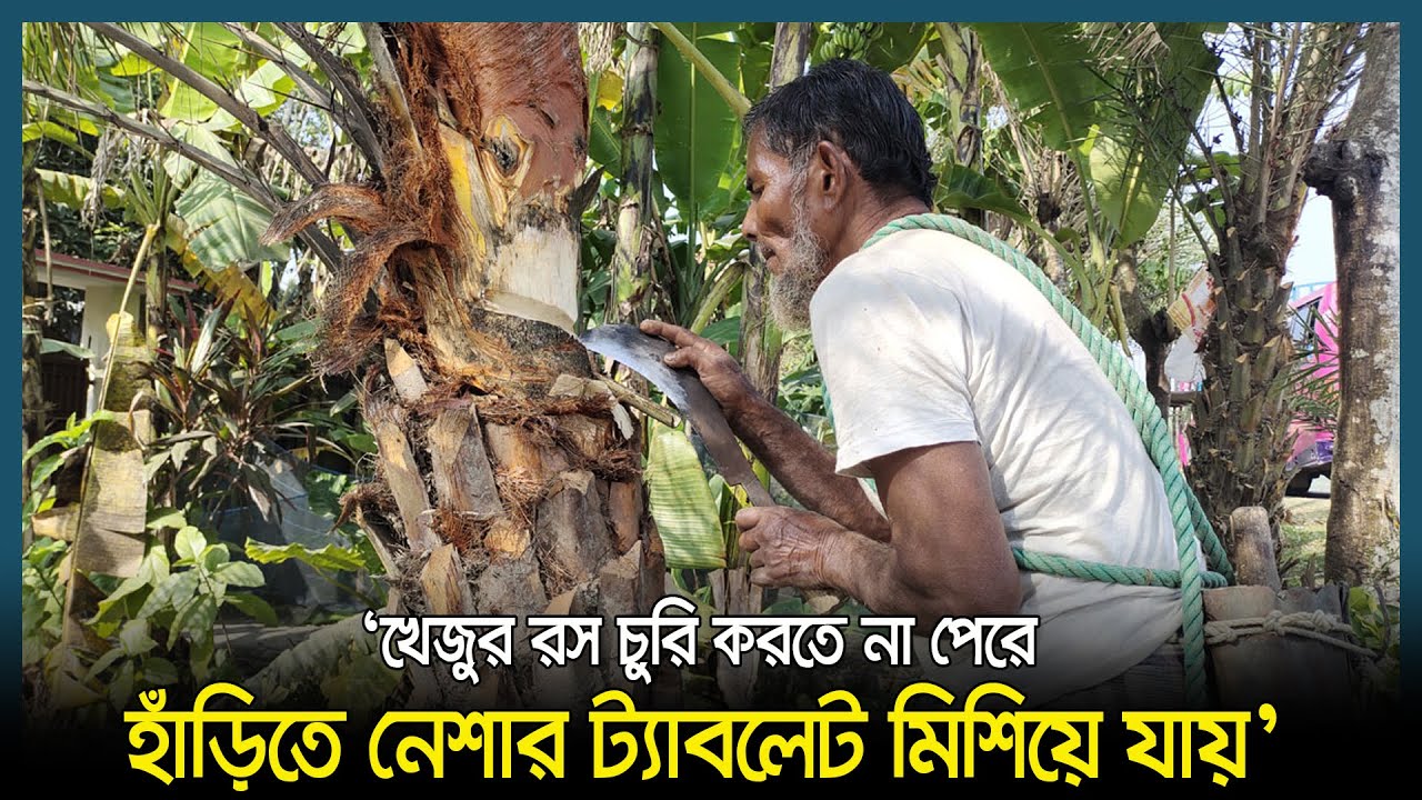 খেজুর রস চুরি করতে না পেরে হাঁড়িতে নেশার ট্যাবলেট মিশিয়ে যায় | Date ...