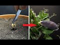 PURPLE PEA Time Lapse - Pea to Pod in 43 Days
