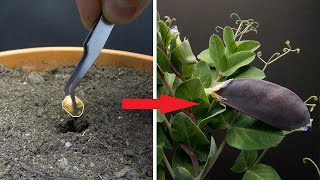 Purple Pea Time Lapse - Pea To Pod In 43 Days