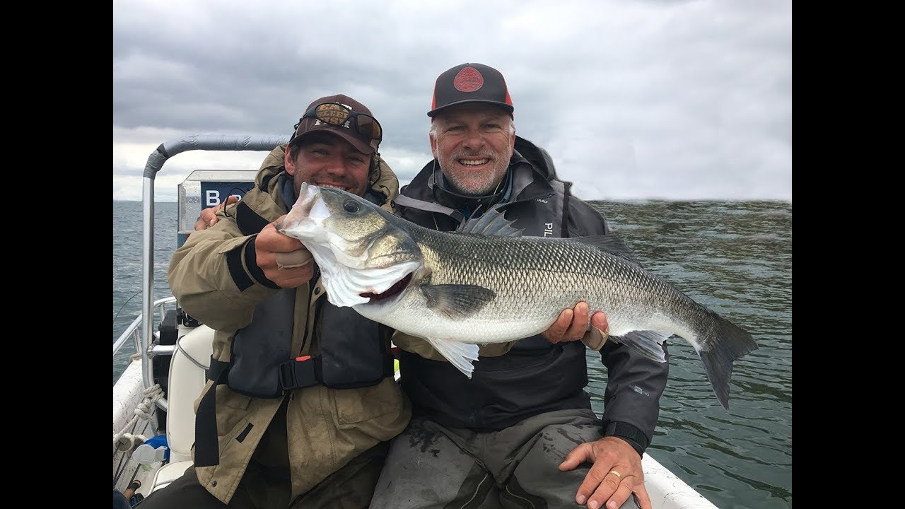 Pêche du bar à la mouche en baie de Morlaix et rade de Brest, Bretagne