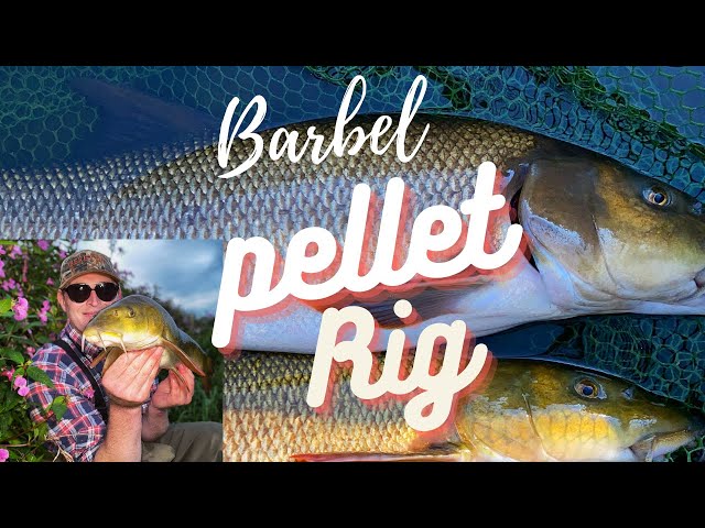 Barbel Rigs - My Easy Pellet Rig 