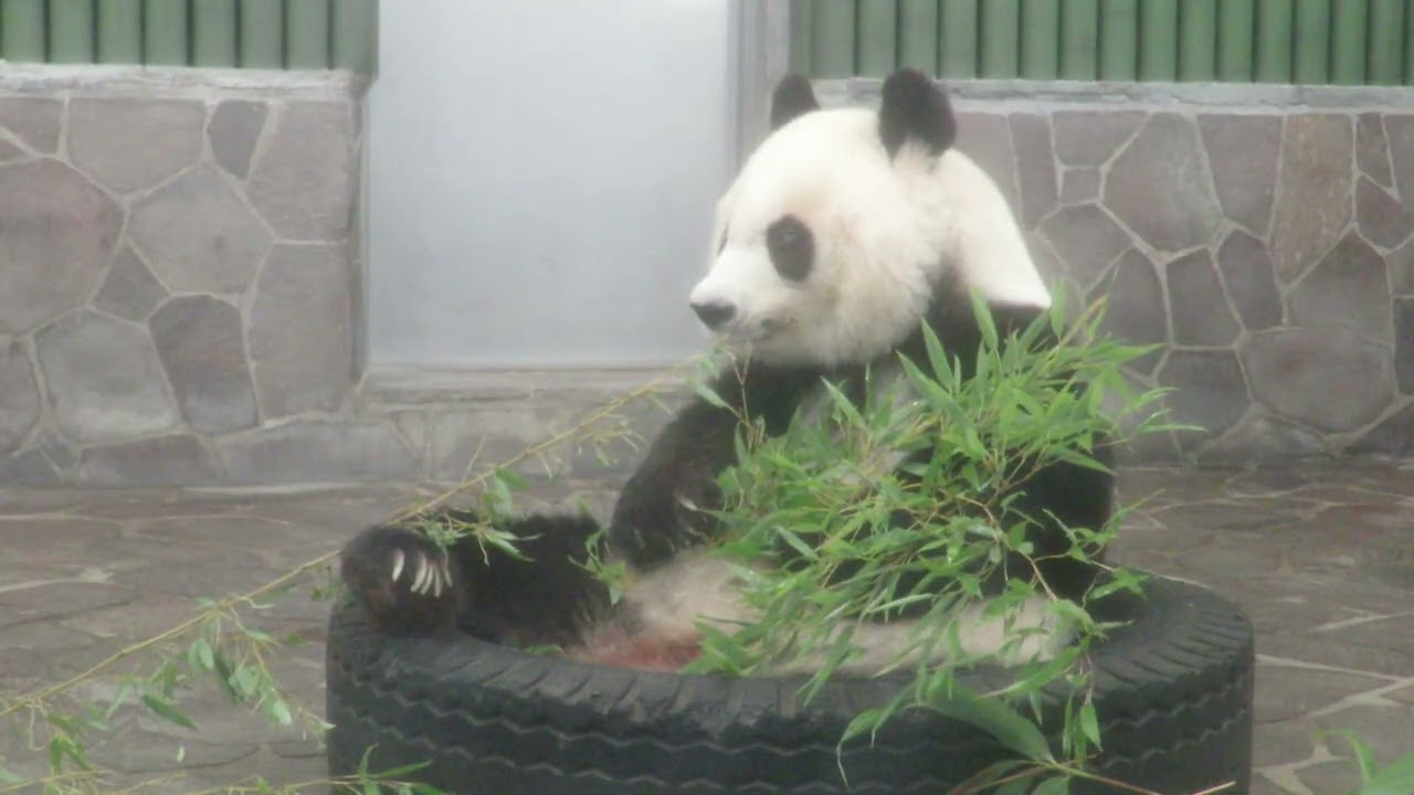 August 20, 2019 [Selection] Panda Meal Break - YouTube