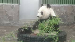 August 20, 2019 [Selection] Panda Meal Break - YouTube